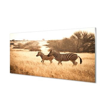 tulup.si Slika na akrilnem steklu Zebra polje sunset 4 obešalnika