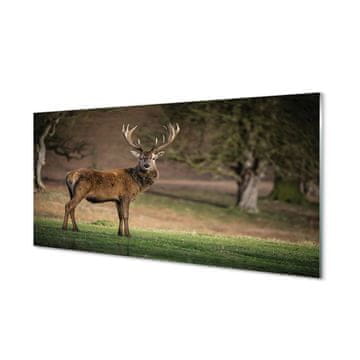 tulup.si Slika na akrilnem steklu Deer na področju 2 obešalnika