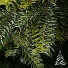 Božično drevo Cashmere smreka 250 cm