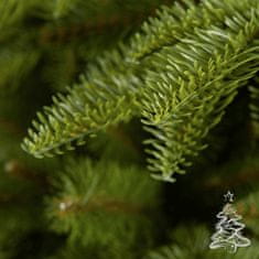 Božično drevo Nordmann jelka 180 cm