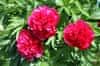 image.id