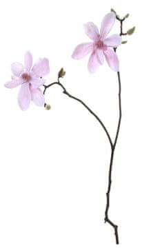 Shishi Roza magnolija z dvema cvetoma 74 cm