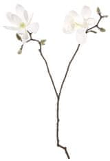 Shishi Bela magnolija z dvema cvetoma 74 cm