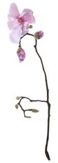 Shishi Roza magnolija s popki 74 cm