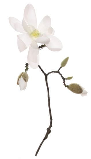 Shishi Bela magnolija s popki 50cm