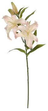 Shishi Roza lilija 98cm