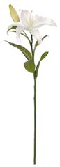 Shishi Bela lilija 78 cm