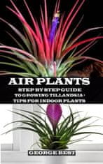 Air Plant: Step by Step Guide to Growing Tillandsia + Tips for Indoor Plants