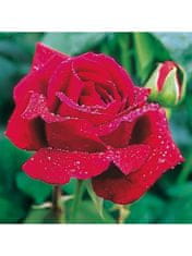ZAKLADNICA DOBRIH I. Hidrolat - vrtnica (Crimson Glory Clg.