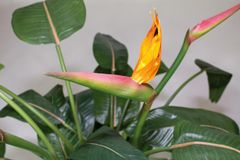 A La Maison STRELÍCIE EXCLUSIVE umetna cvetoča rastlina višina 150 cm, zeleno - oranžna