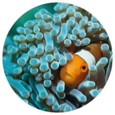 Greatstore WallArt Okrogla stenska poslikava Nemo the Anemonefish, 190 cm