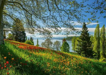 Schmidt Sestavljanka Cvetoči tulipani na otoku Mainau 1000 kosov
