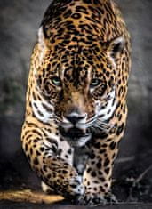 Clementoni Sestavljanka Jaguarjev sprehod 1000 kosov