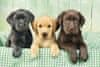 Puzzle Trije labradorci 1000 kosov