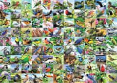 Ravensburger Puzzle 99 osupljivih ptic EXTRA 300 kosov