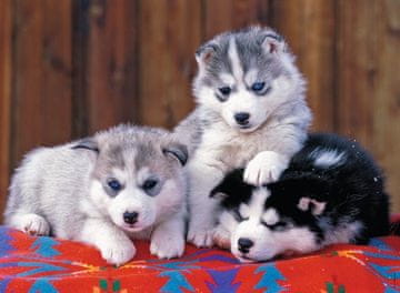Ravensburger Puzzle Husky Puppies XXL 200 kosov