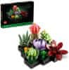Botanicals 10309 Sukulente