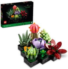 Botanicals 10309 Sukulente
