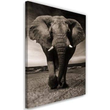 shumee Slika, XXL slon v savani - 70x100