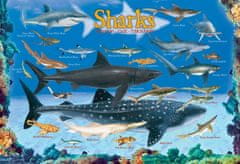 EuroGraphics Puzzle Sharks 100 kosov