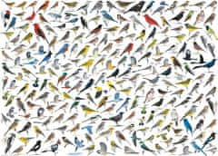 EuroGraphics Puzzle Svet ptic 1000 kosov