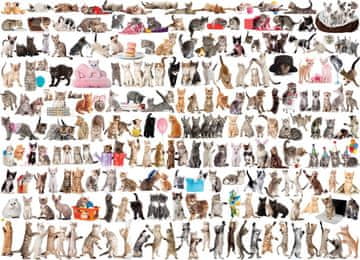 EuroGraphics Puzzle Svet mačk 1000 kosov