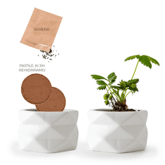 Radis et Capucine Jagode, origami lonček za gojenje jagod 