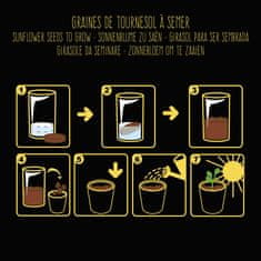 Radis et Capucine Semena sončnice + črni lonček za gojenje 