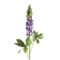 Eurofirany Cvet Natu 99 L=80 Cm L=30 Cm Vijolična