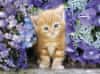 Sestavljanka Ginger kitten in flowers 500 kosov