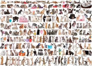 EuroGraphics Puzzle Svet mačk 1000 kosov