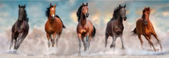 Clementoni Panoramska sestavljanka Konji 1000 kosov