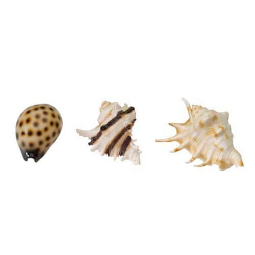 EBI AQUA DELLA morska školjka Mix 8,5-10cm 1kos