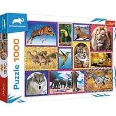 Trefl Puzzle Animal Planet: Divje živali/1000 kosov