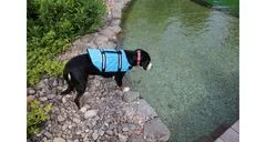 Merco Dog Swimmer plavalni jopič za pse, modri, XXL