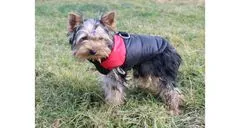 Merco Vest Doggie plašč za pse rdeča, XL
