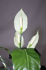 A La Maison Lopata z belimi cvetovi, 80 cm