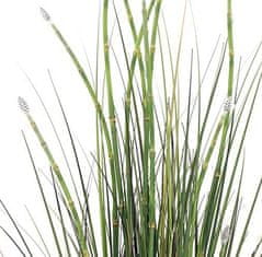 A La Maison Preslica (Equisetum), 120 cm