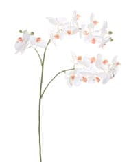 Shishi Orhideja (Phalaenopsis) bela, 87 cm