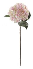 Shishi Hortenzija roza-krem, 70 cm