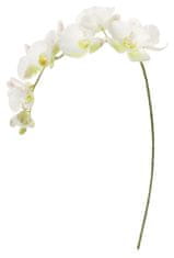 Shishi Orhideja (Phalaenopsis) belo-zelena, 110 cm