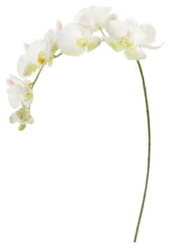 Shishi Orhideja (Phalaenopsis) belo-zelena, 110 cm