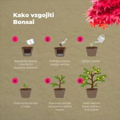 Grow Buddha Začetni set za gojenje Bonsaja, 4 vrste