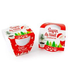 Radis et Capucine Set - Božično drevo, gojenja borovca