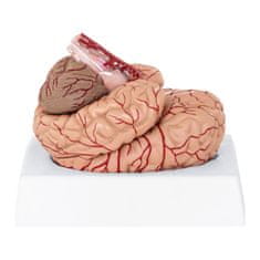 slomart Anatomski model človeških možganov 9 elementov v merilu 1:1