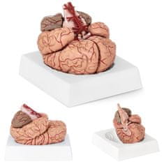 shumee Anatomski model človeških možganov, 9 elementov, merilo 1:1