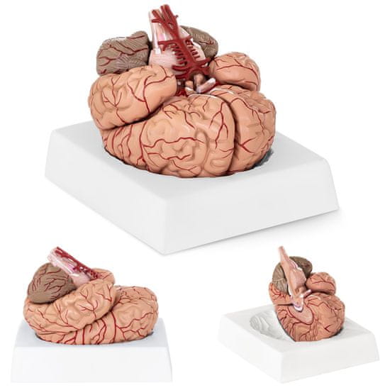 shumee Anatomski model človeških možganov, 9 elementov, merilo 1:1