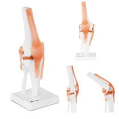 shumee Anatomski model kolenskega sklepa v merilu 1:1