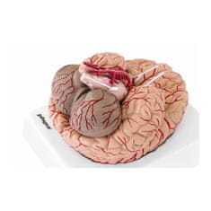 slomart Anatomski model človeških možganov 9 elementov v merilu 1:1