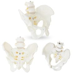shumee Anatomski model moške medenice z ledvenimi vretenci v merilu 1:1